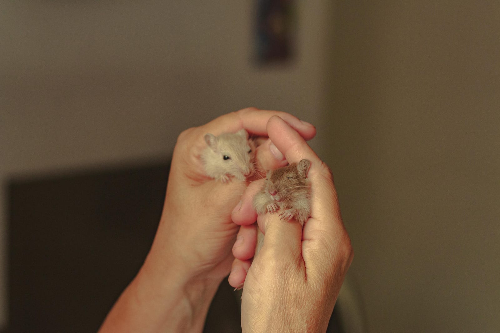 A small hamster with full cheek pouches, paws raised