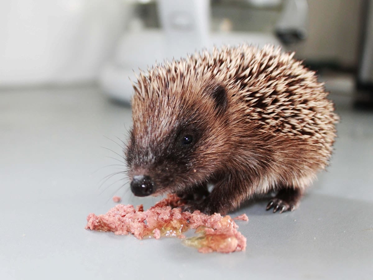 Hedgehog in sharp focus on natural ground, quills detailed