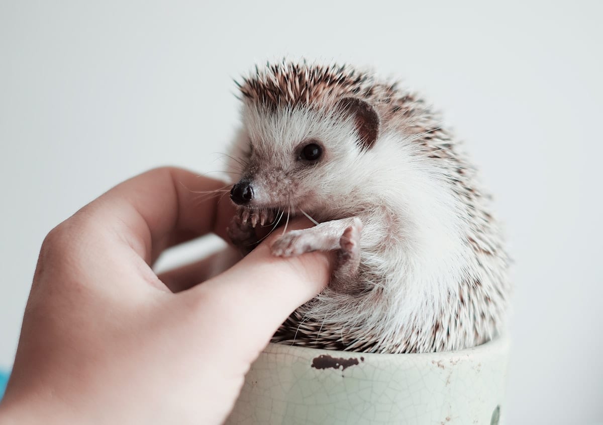 Person holding a small black and white hedgehog in cupped hands