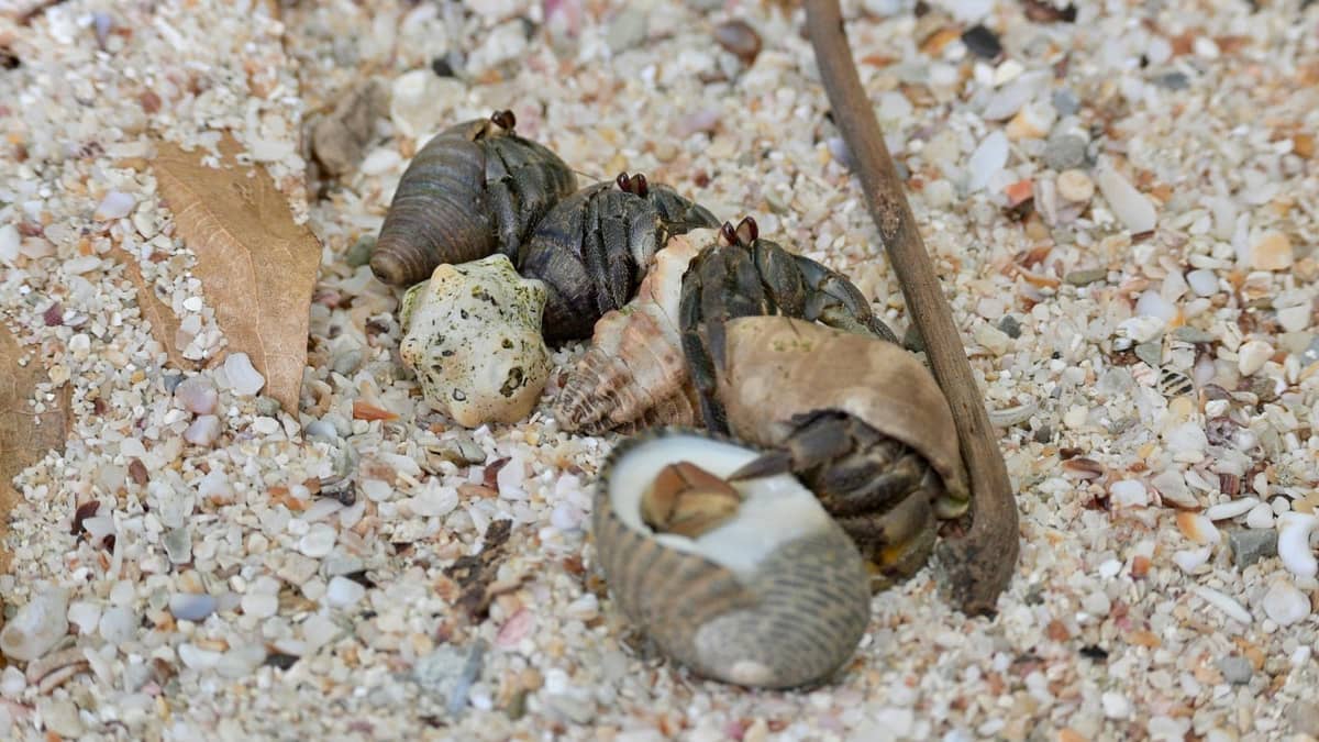 A land hermit crab peering out of its spiral shell