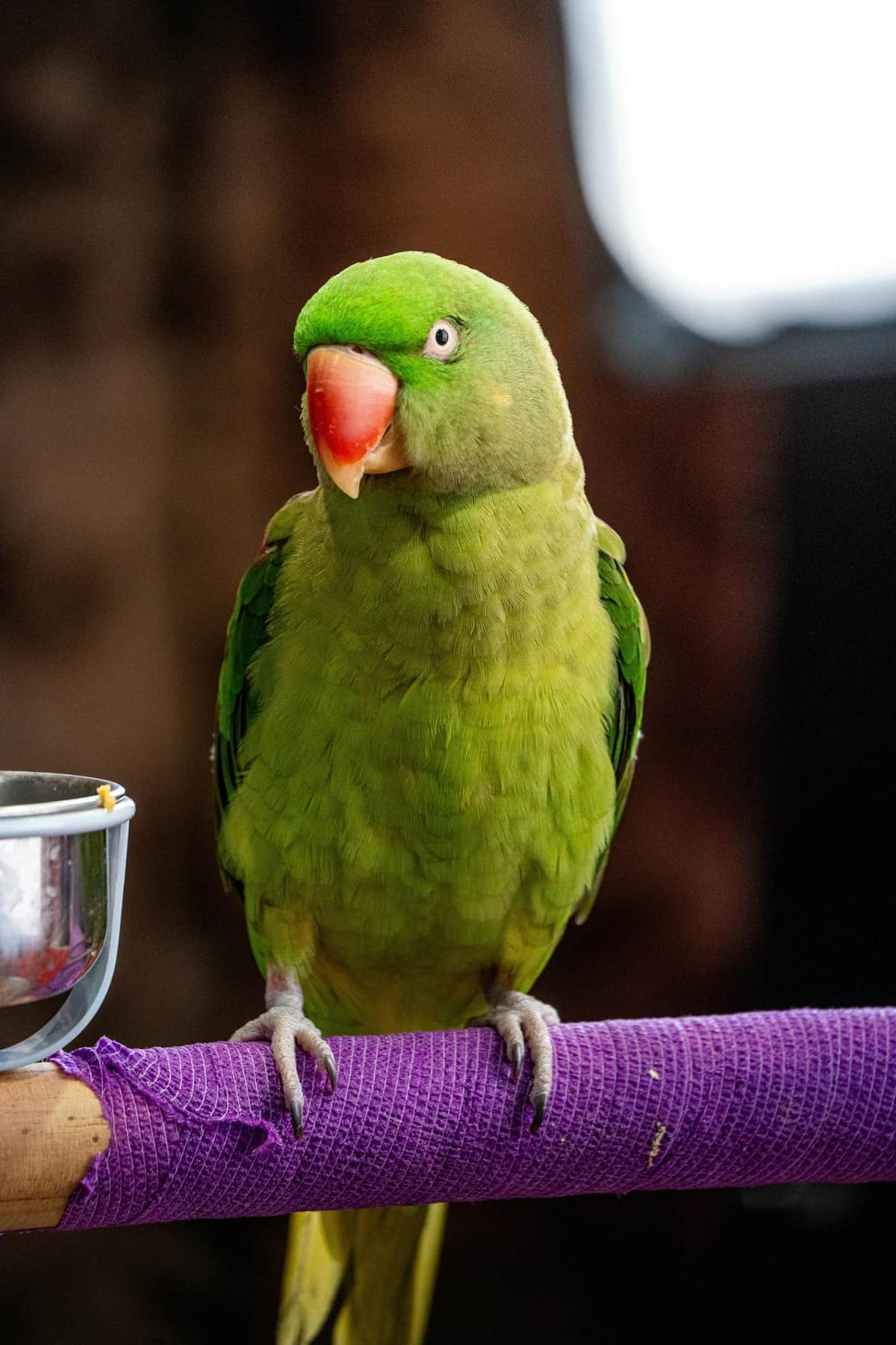 A green Indian ringneck parakeet with a long tail and rose collar