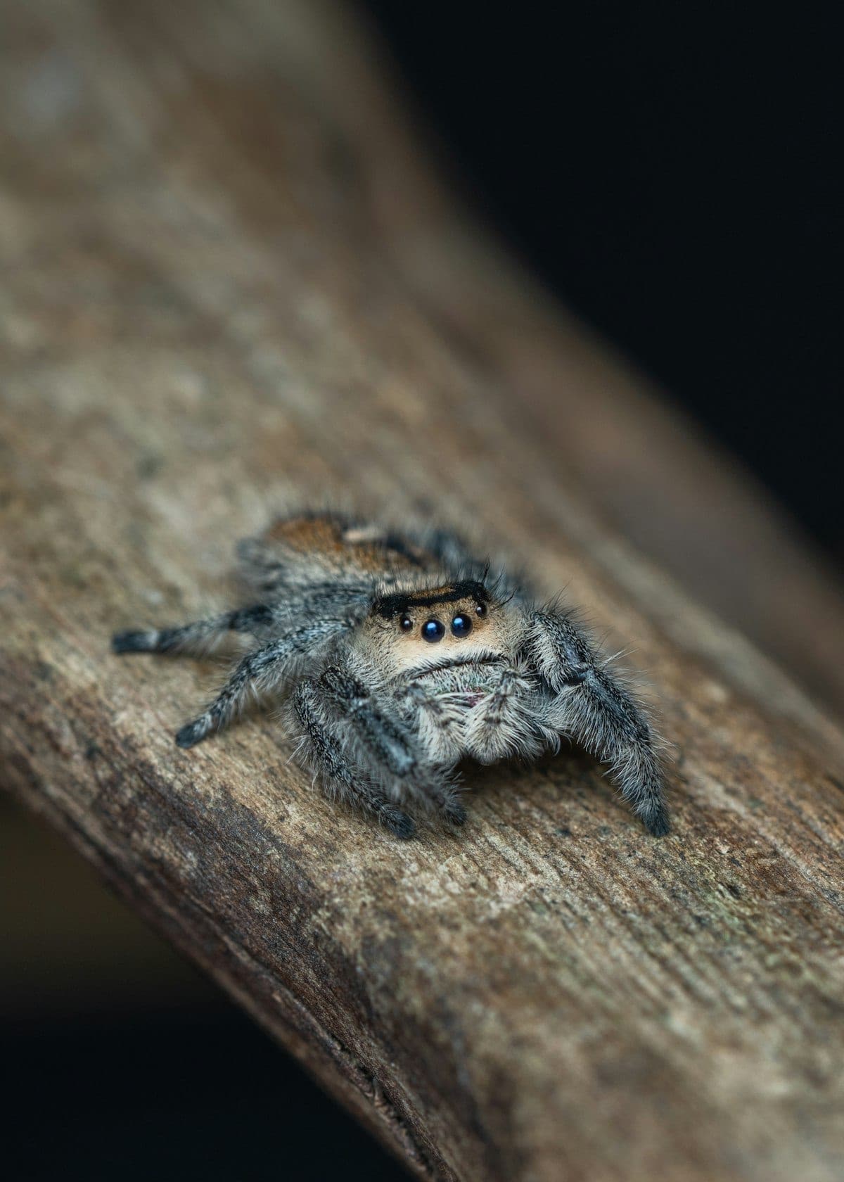 Female Phidippus regius regal jumping spider perched on a branch showing distinctive eye arrangement