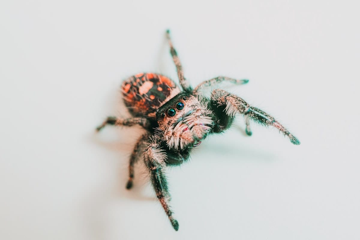 Female subadult regal jumping spider Phidippus regius on white surface front-facing showing large anterior median eyes