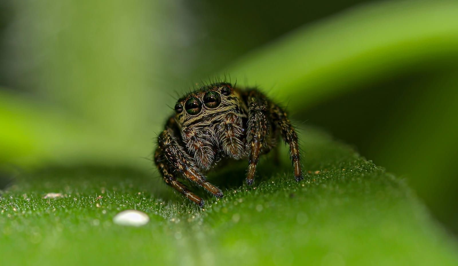 A small jumping spider with large forward-facing eyes, close-up