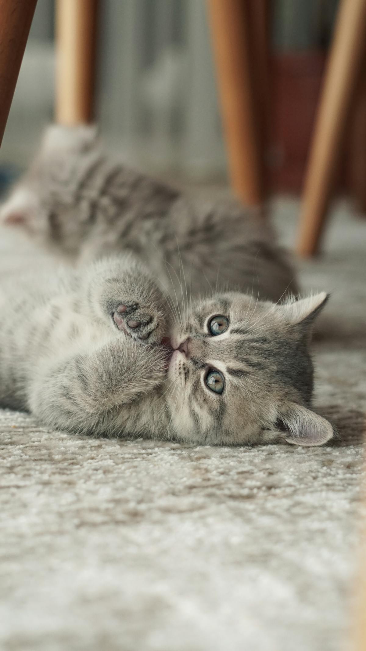 A young cat in a playful pose with a birthday setup visible nearby
