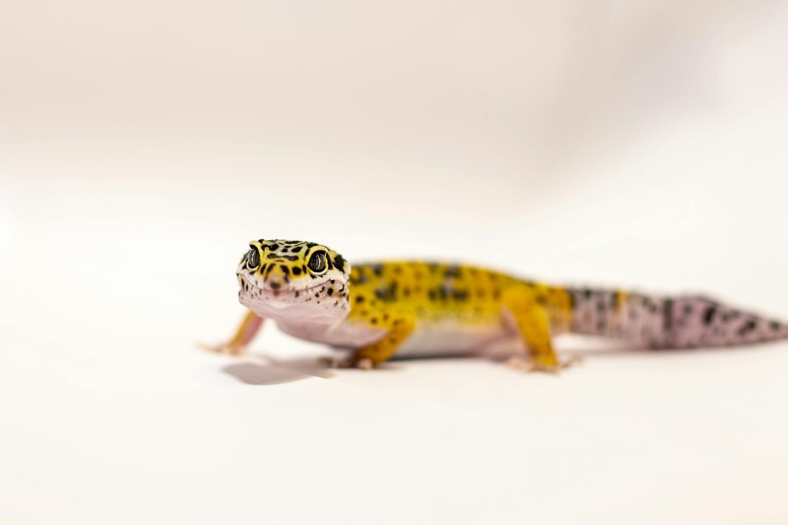 A leopard gecko with yellow, spotted skin and a thick tail