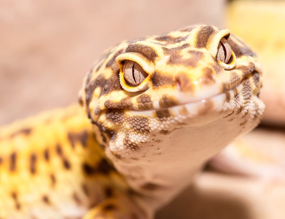 A leopard gecko investigating food in its enclosure
