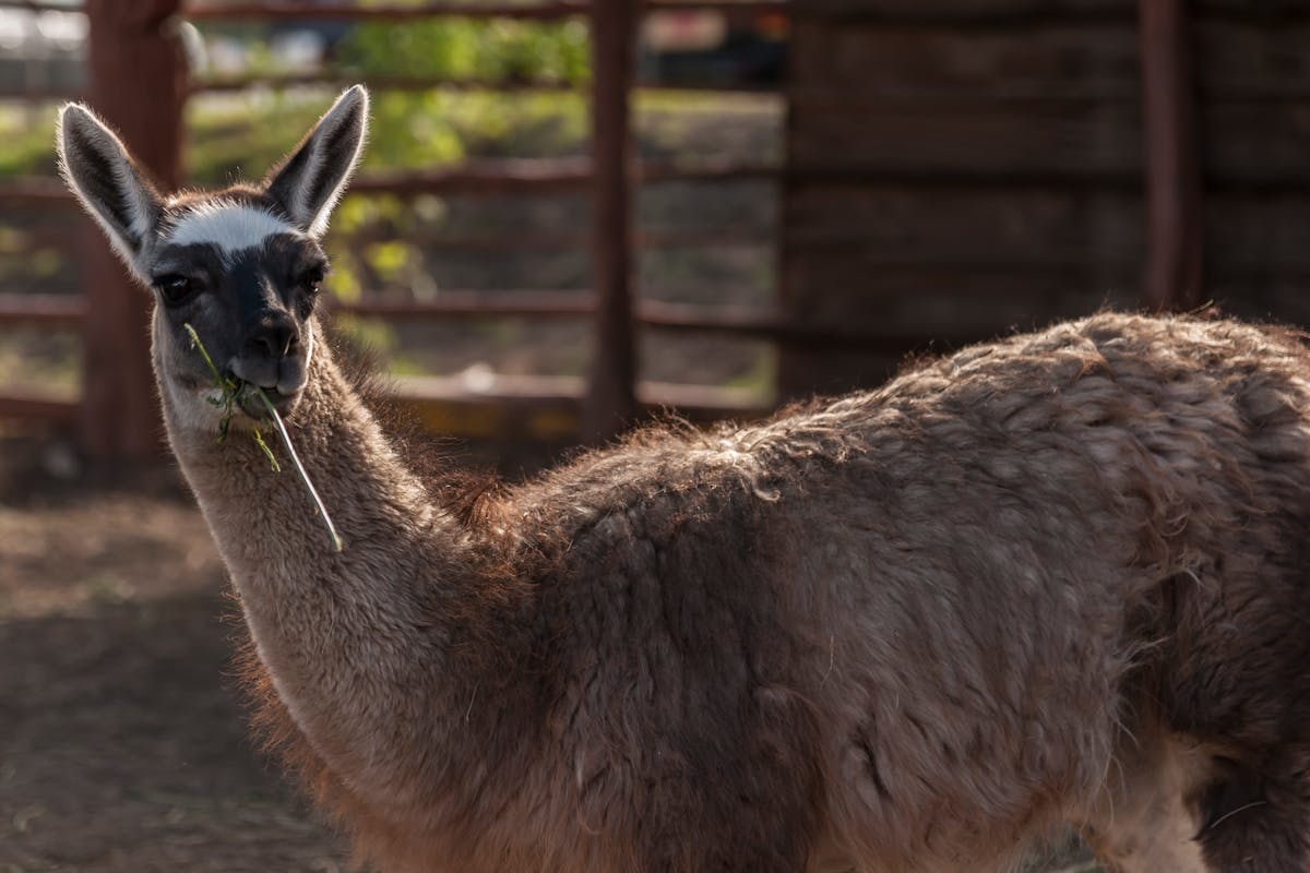 A llama in a pasture setting looking toward the camera