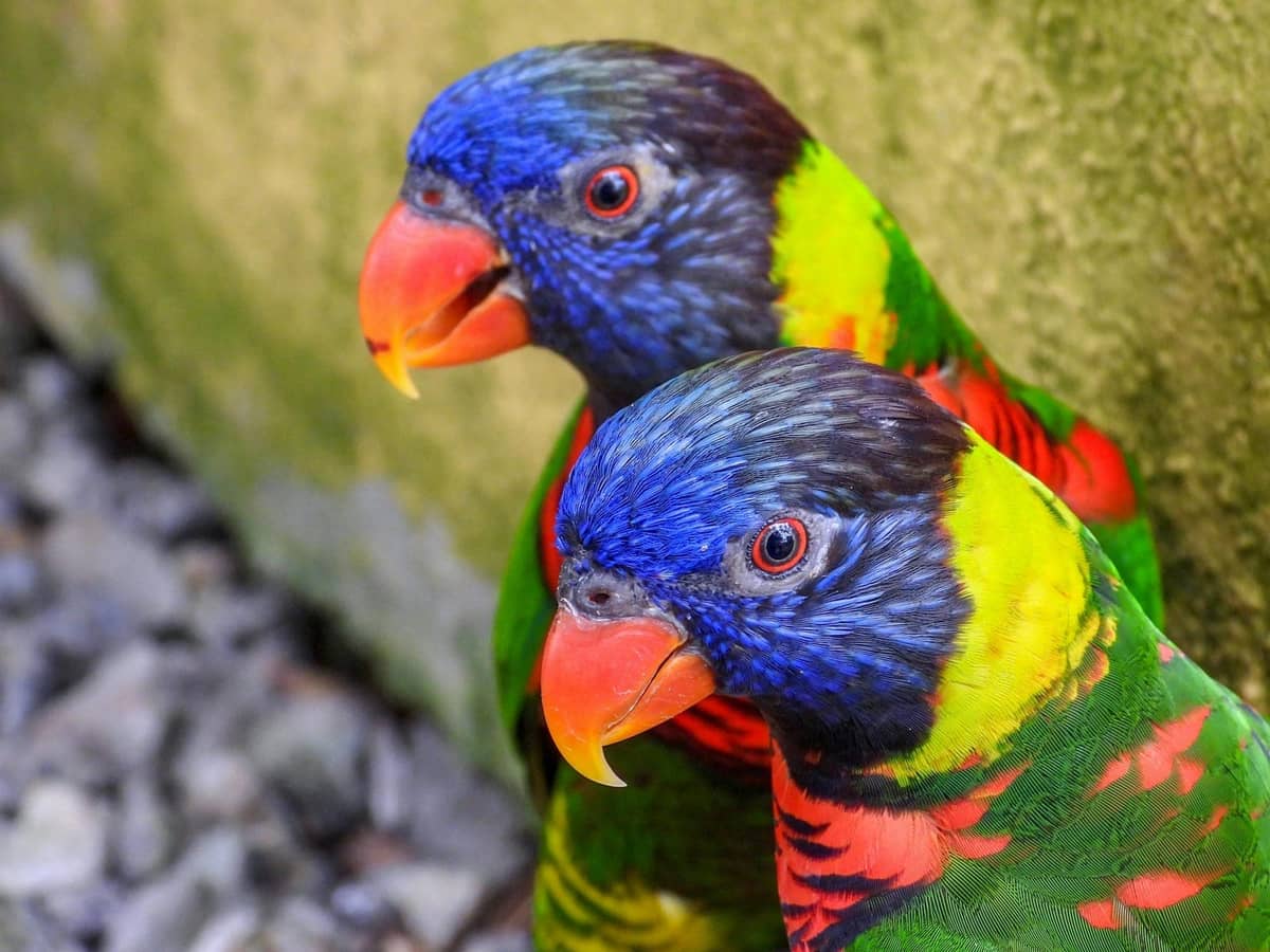 A rainbow lorikeet with a blue head, orange chest, and green wings