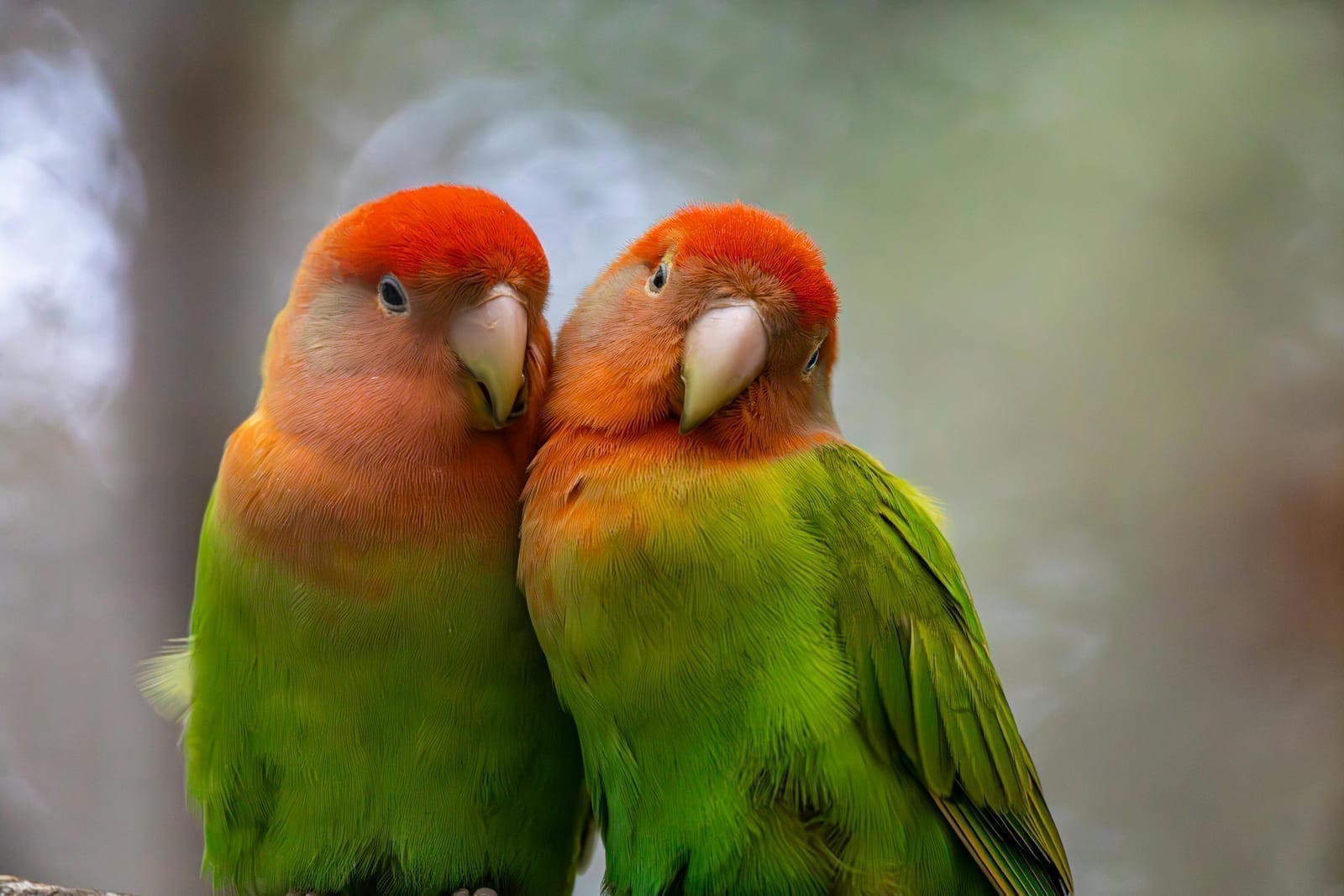A small lovebird with a green body and a peach-colored face