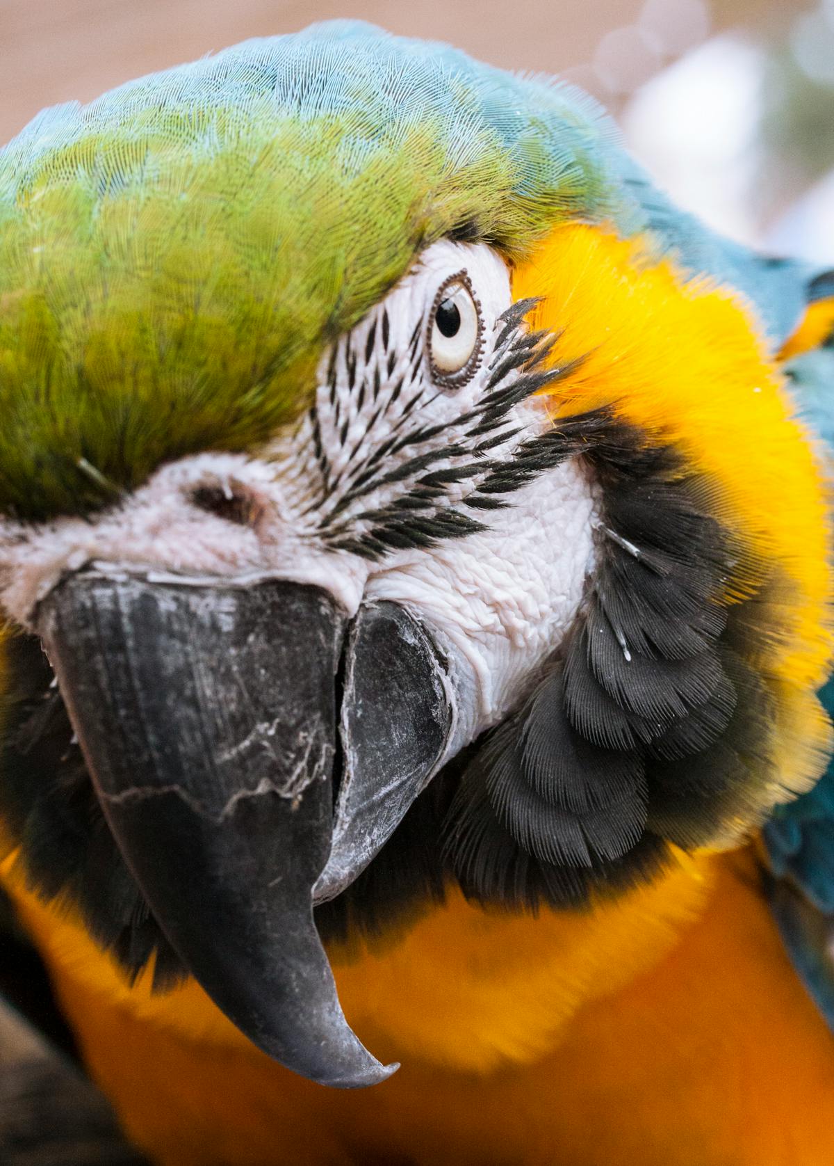 Blue and gold macaw close-up portrait showing vivid blue and yellow coloring and large beak