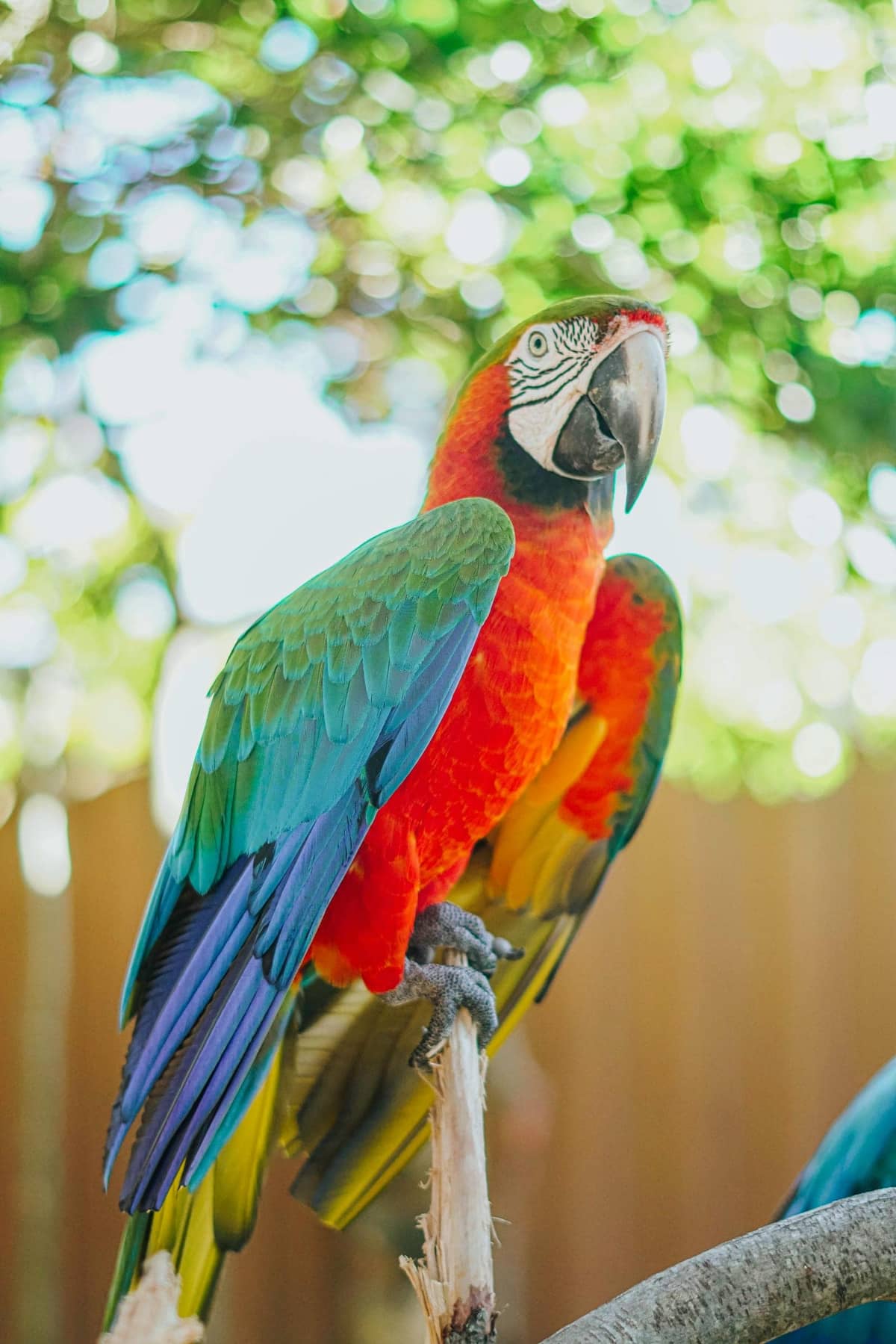 A large brightly colored macaw with a long tail and heavy beak