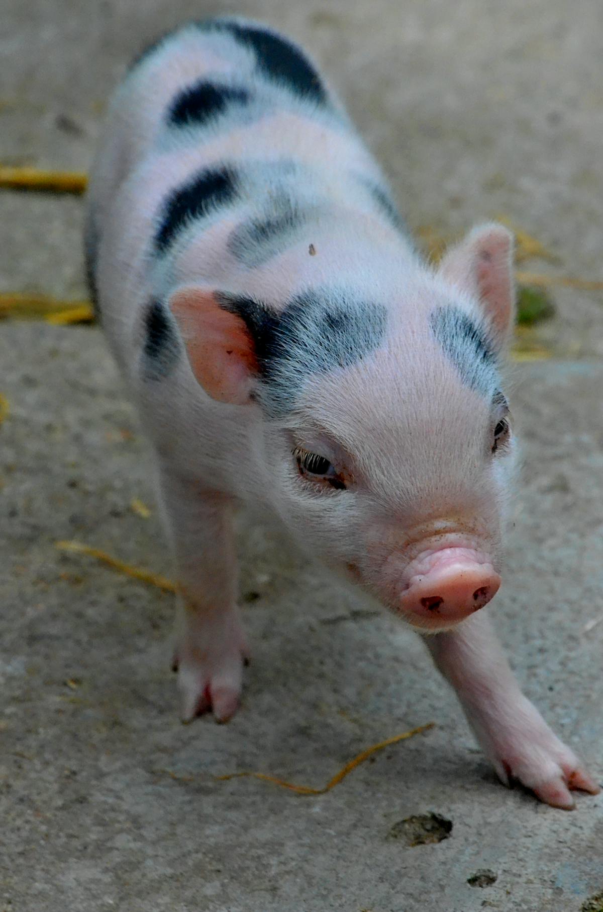 A small pig in an outdoor or indoor home setting looking toward the camera
