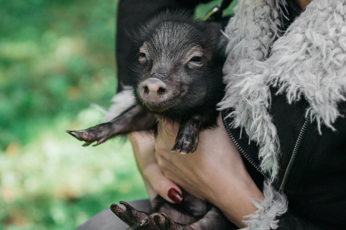 A small pig being offered fresh vegetables as a treat