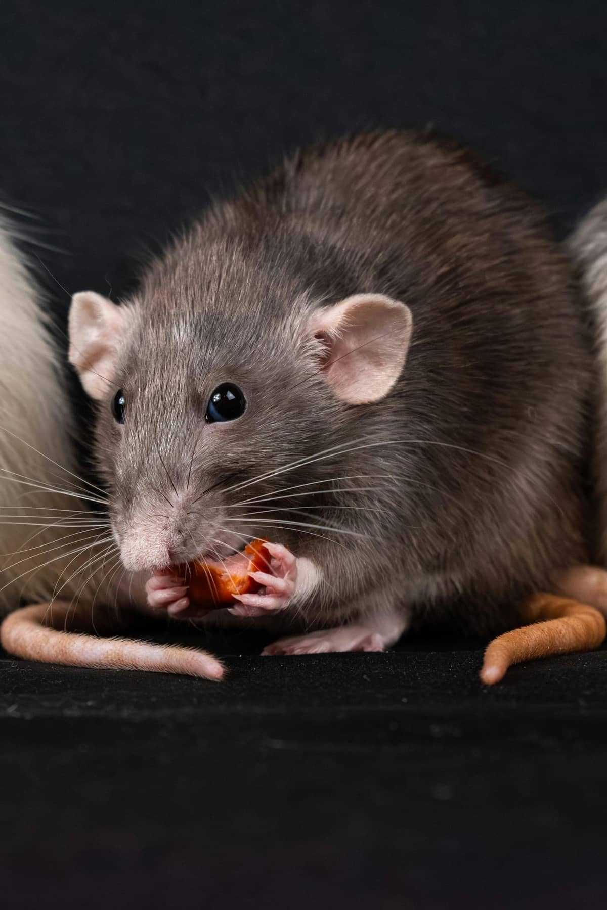 A group of pet rats clustered together, noses out