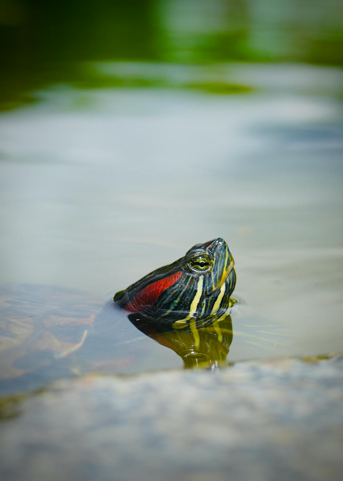 Painted turtle Chrysemys picta in Fairfax Virginia showing distinctive red and yellow markings on neck and shell edge