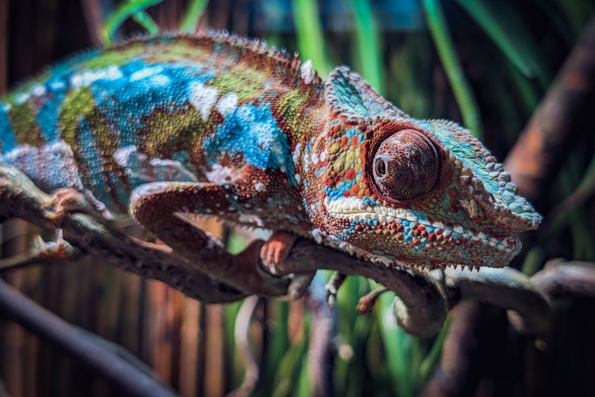 Panther chameleon Furcifer pardalis on a branch showing vivid multicolored scales and eye structure
