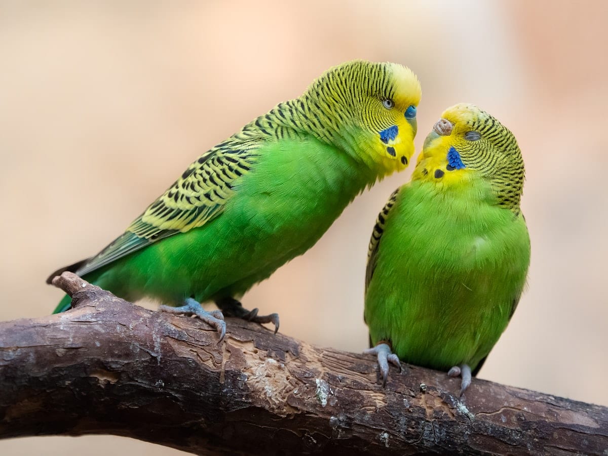 Green and yellow parakeet perched on a branch outdoors