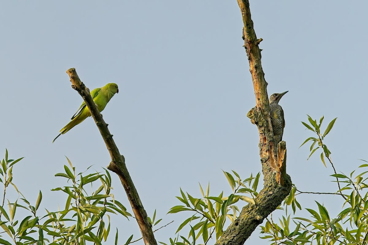 White, yellow, and blue budgerigar perched, showing typical budgie coloration variety