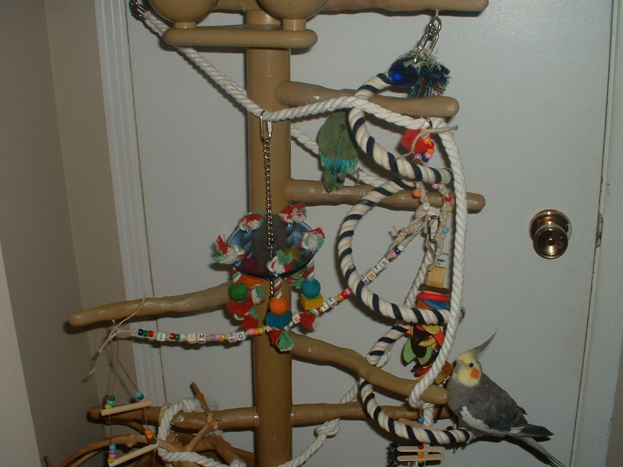 Parrot play stand hung with rope, ladders, wooden blocks and shredding toys, with a cockatiel perched on it