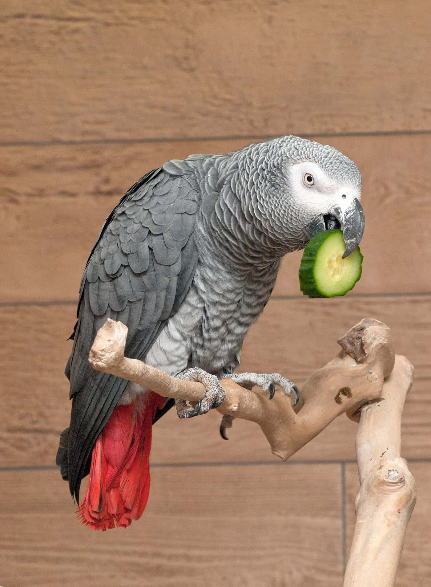 African grey parrot holding a slice of cucumber in one foot while perched on a wooden stand