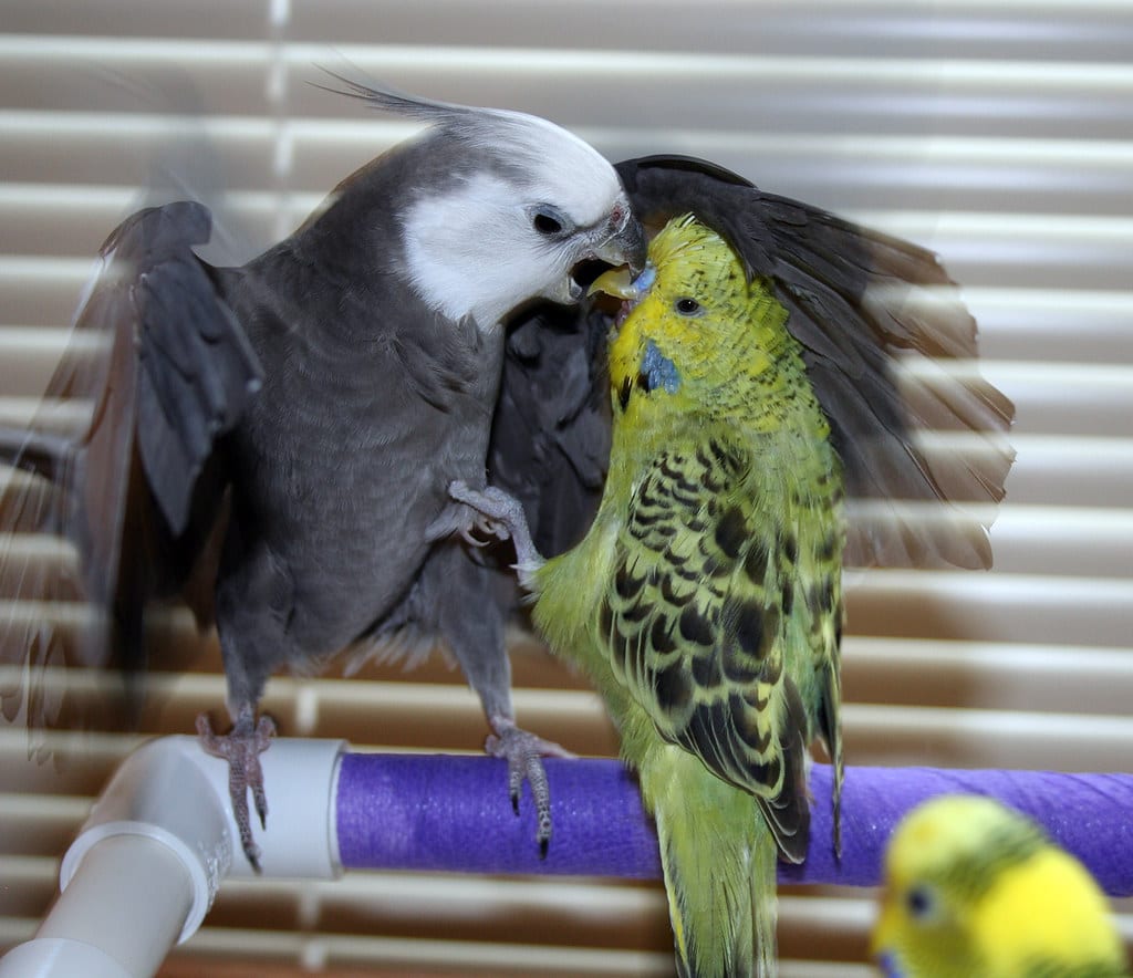 Cockatiel and a green budgerigar interacting on a perch in front of window blinds