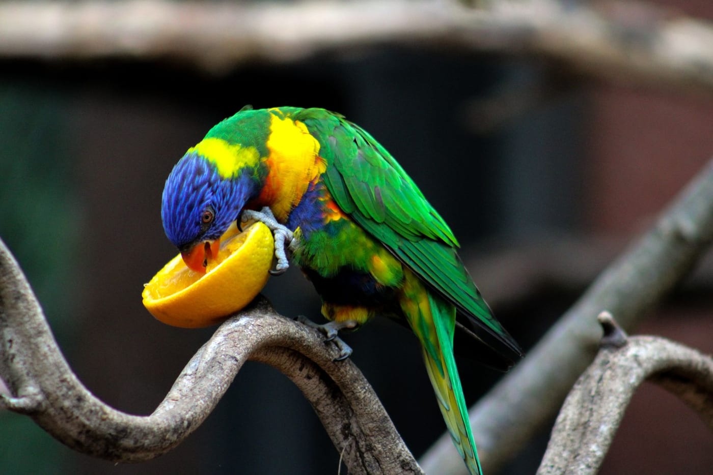 Rainbow lorikeet on a branch eating a slice of orange