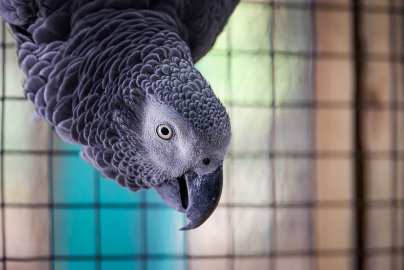 African grey parrot gripping the bars of its cage and looking down at the camera
