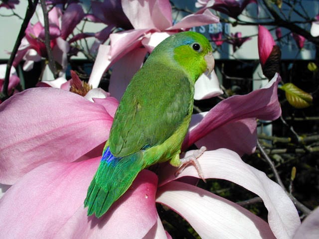 Pacific parrotlet Forpus coelestis small green parrot sitting alert showing compact body shape