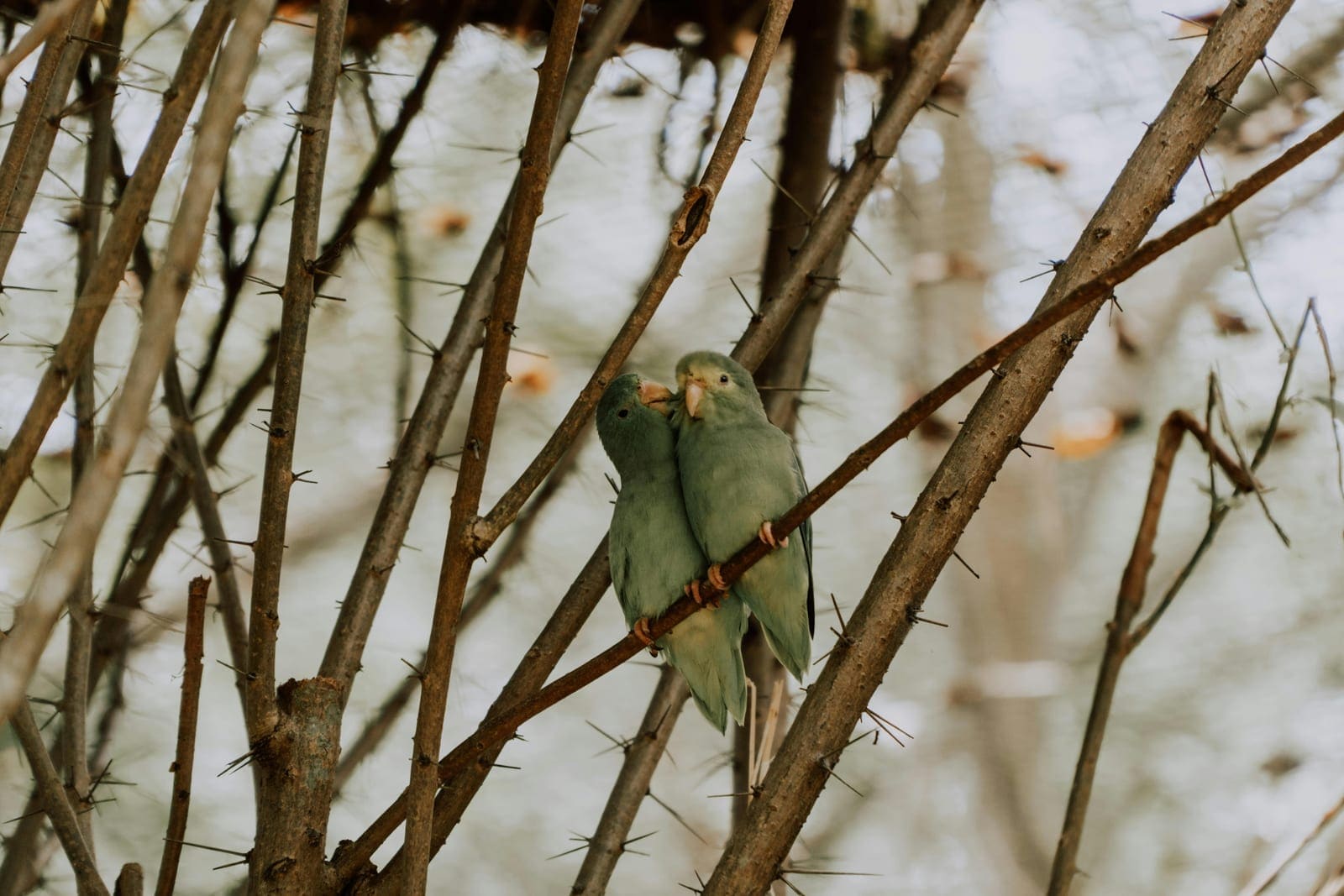 A tiny green parrotlet, a pocket-sized parrot, perched