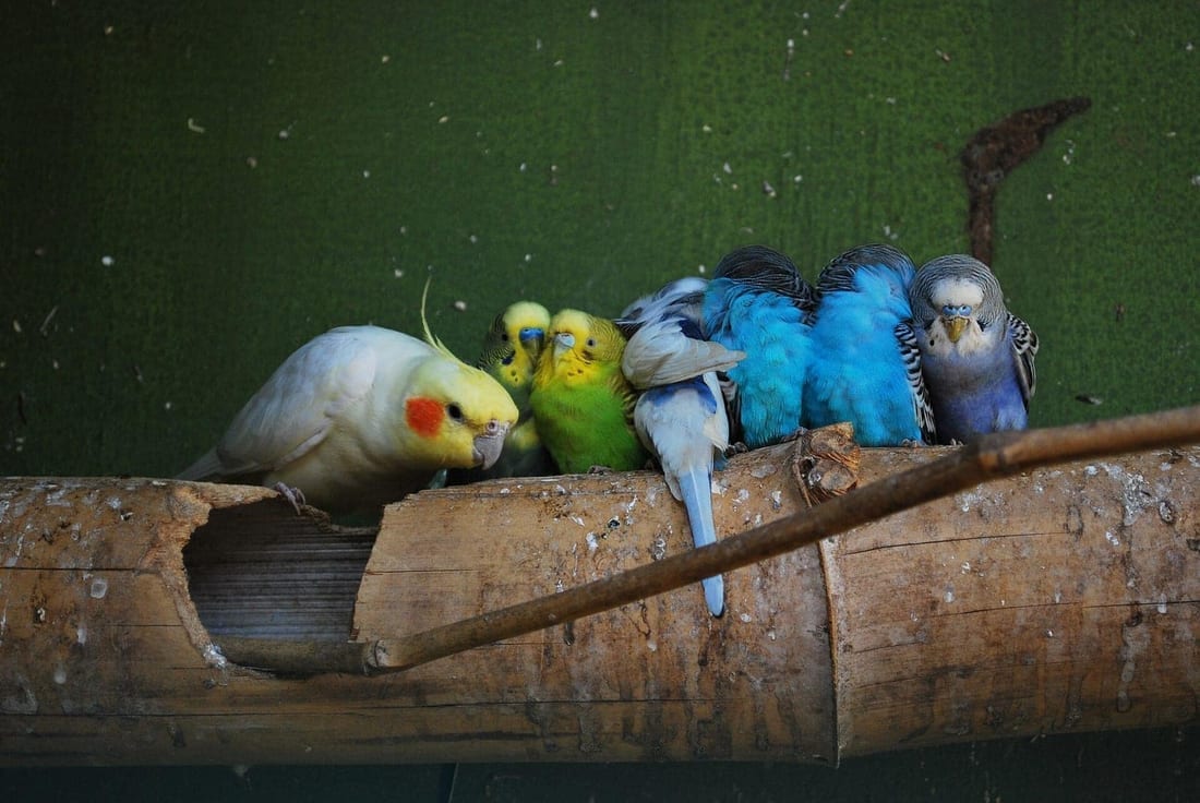 A cockatiel and four budgerigars lined up along a hollow log perch indoors