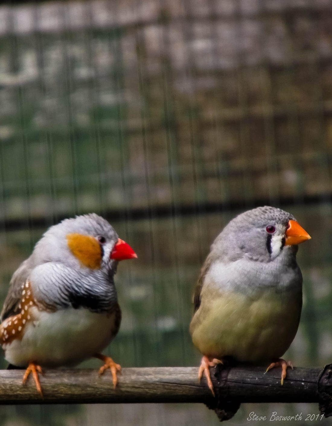 Two zebra finches with orange beaks perched side by side on a branch in an aviary