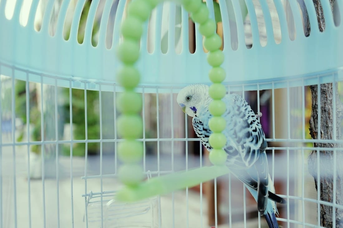 Budgerigar in a wire cage next to a chain of large green plastic beads