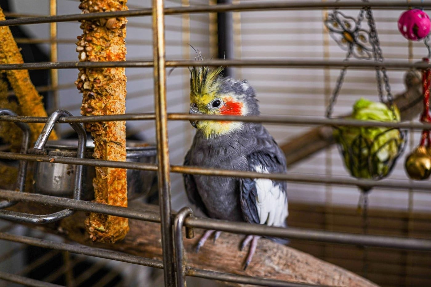 Grey and white cockatiel perched inside a cage beside a millet spray and hanging toys