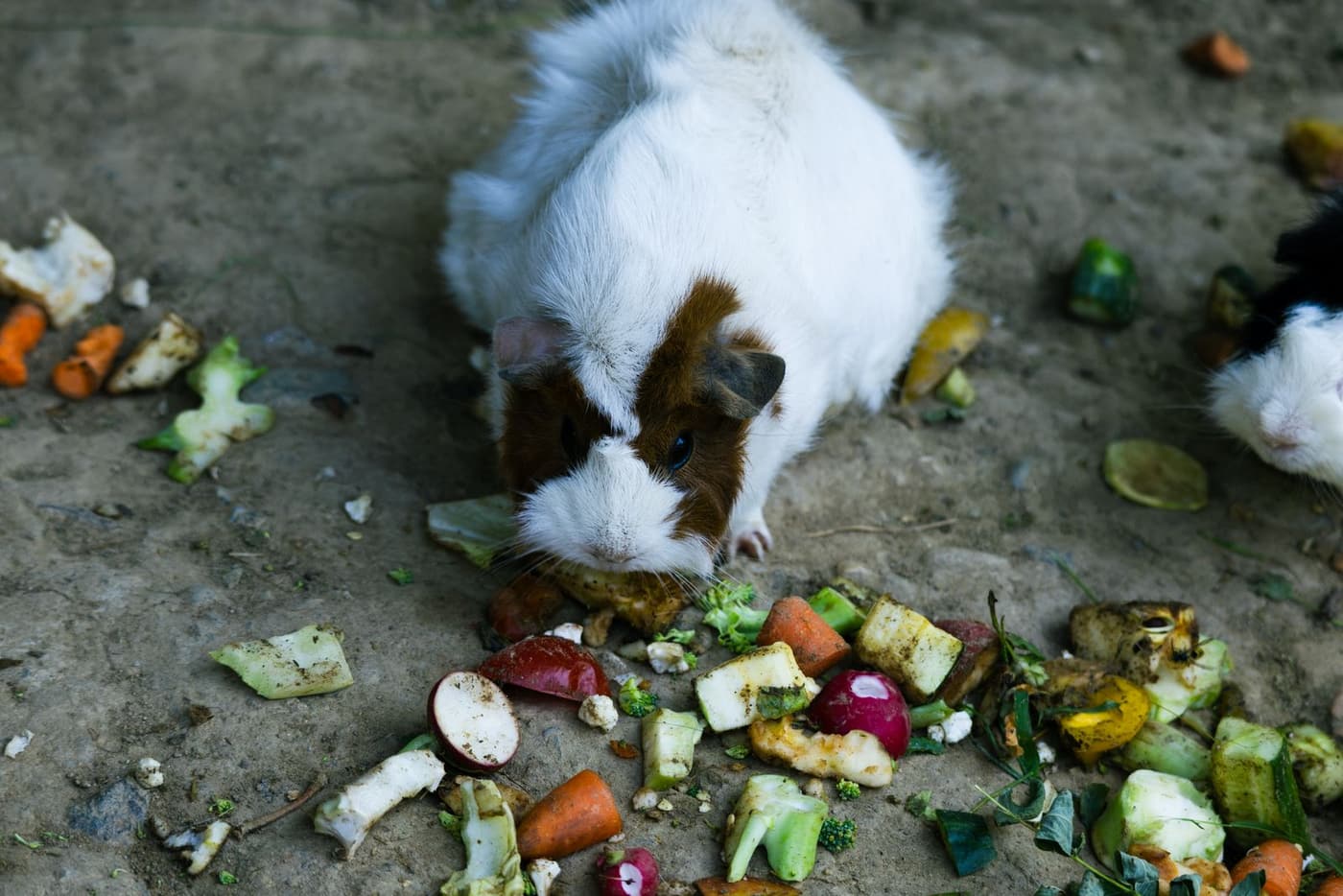 Guinea pig eating a spread of chopped vegetables scattered on the ground