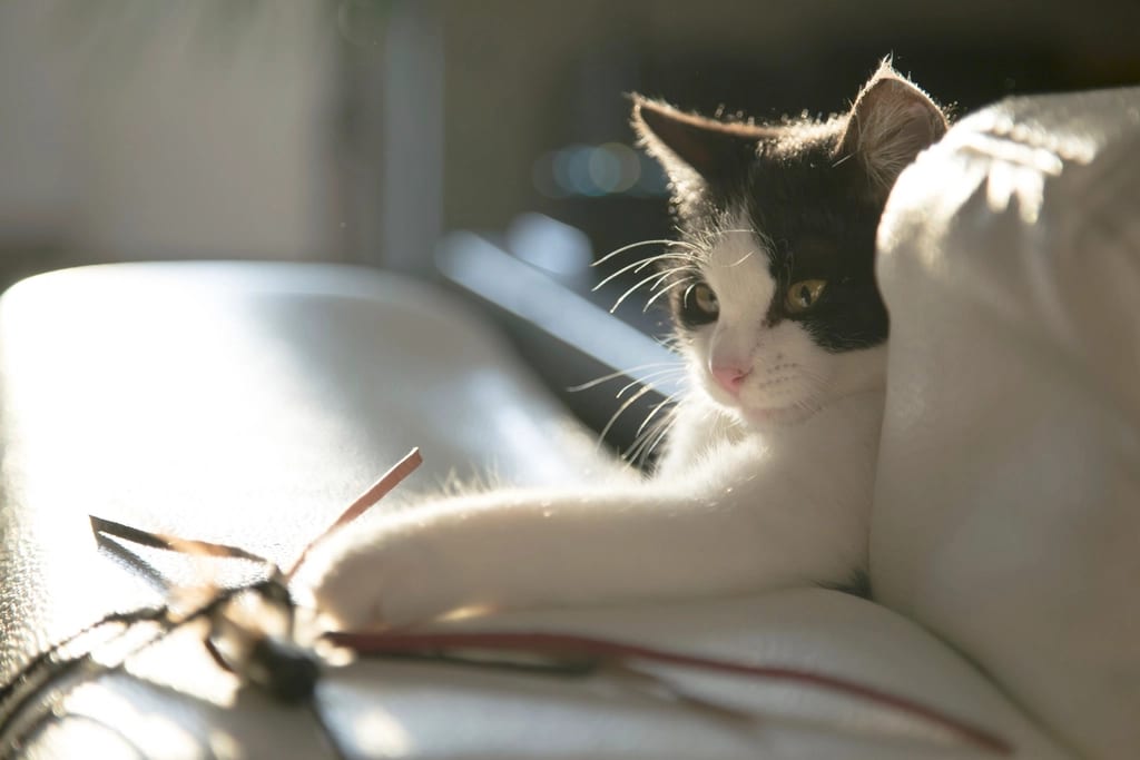 Cat lying on a white surface beside a thin stick toy
