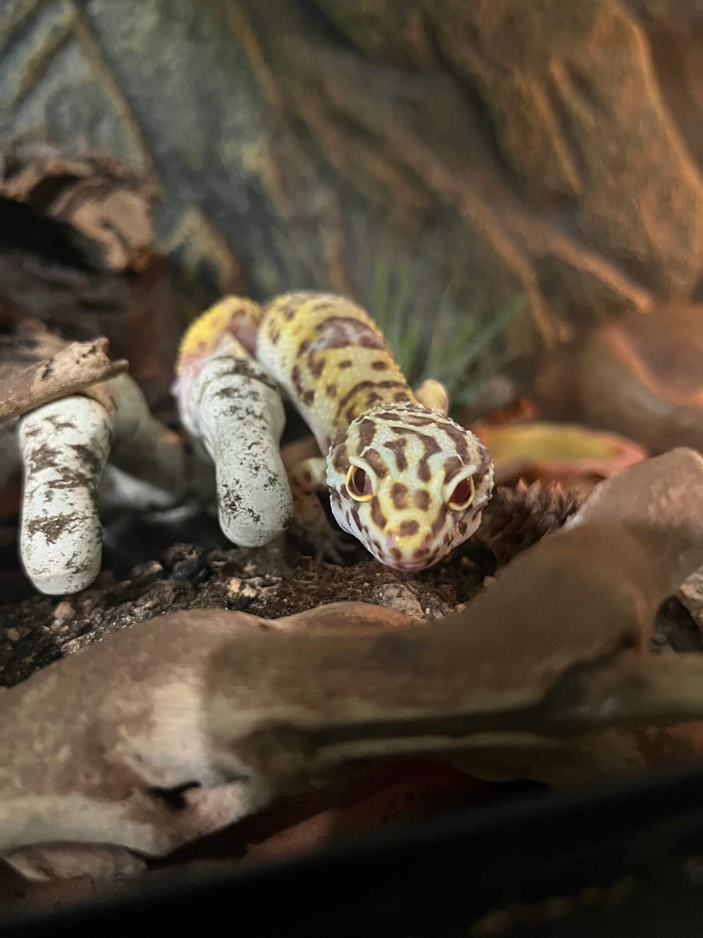 Leopard gecko on a piece of driftwood inside a planted vivarium