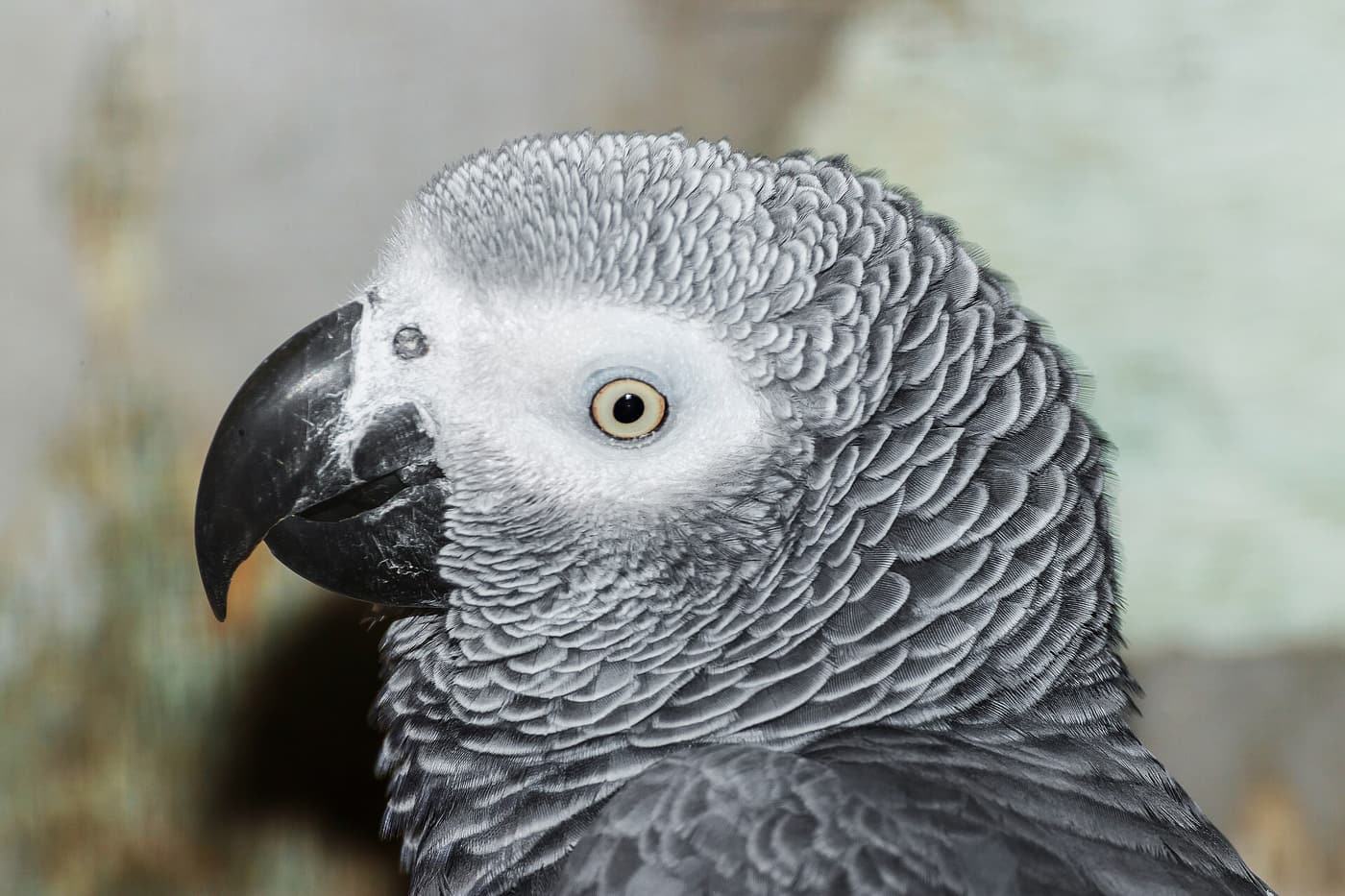 African grey parrot in profile against a plain background