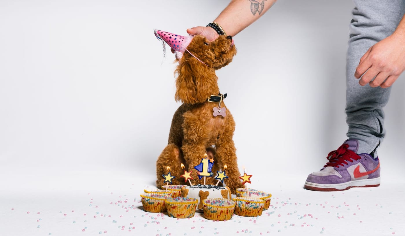 Small poodle in a paper party hat standing over a row of decorated cupcakes