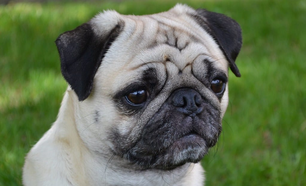 Pug sitting outdoors on grass, looking at the camera