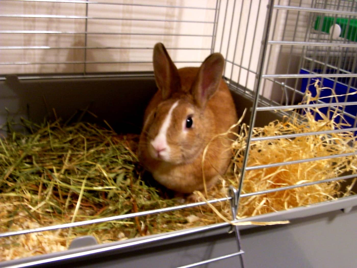 Brown and white rabbit sitting on straw inside a wire cage