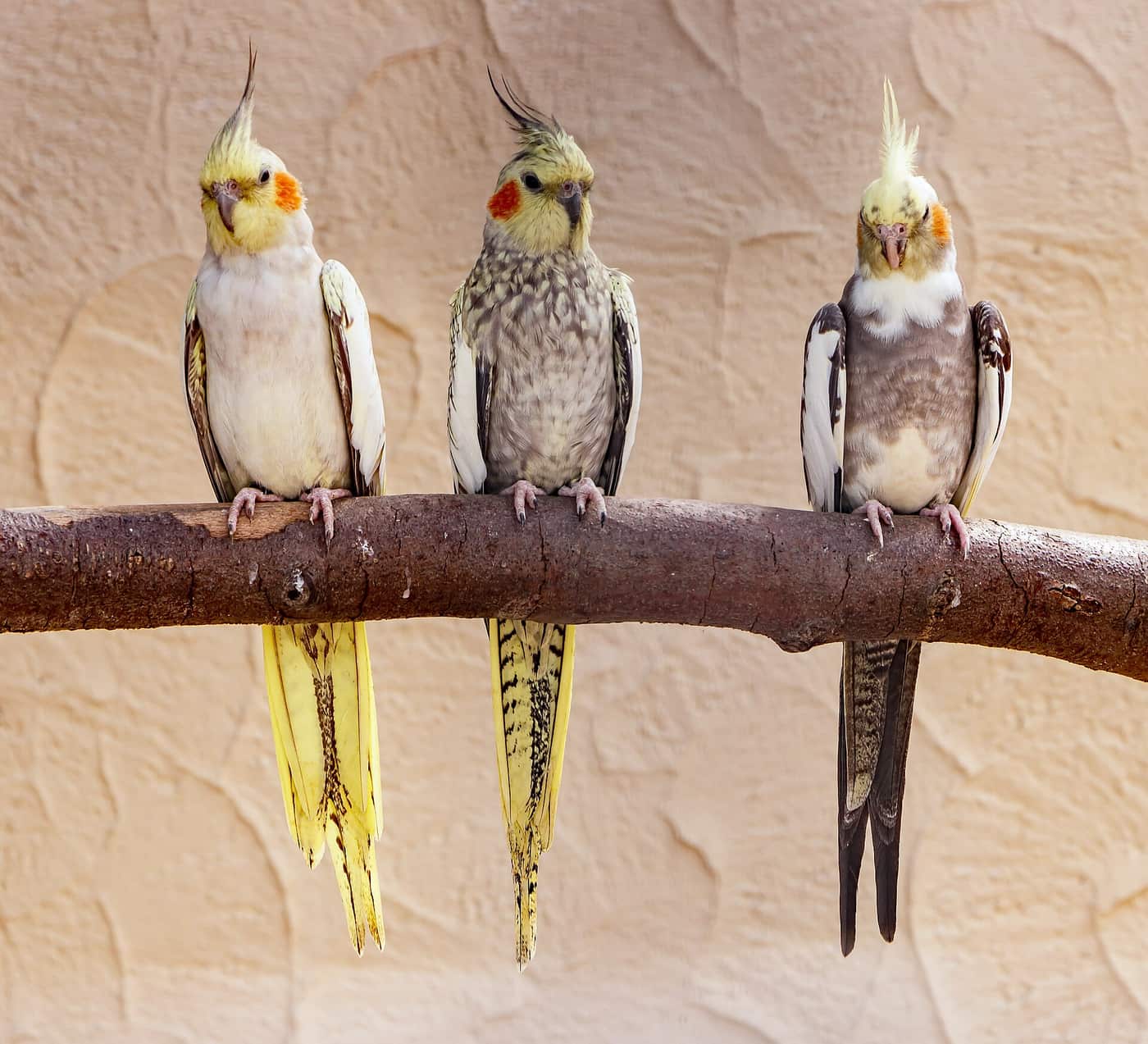 Three cockatiels perched together on a wooden branch