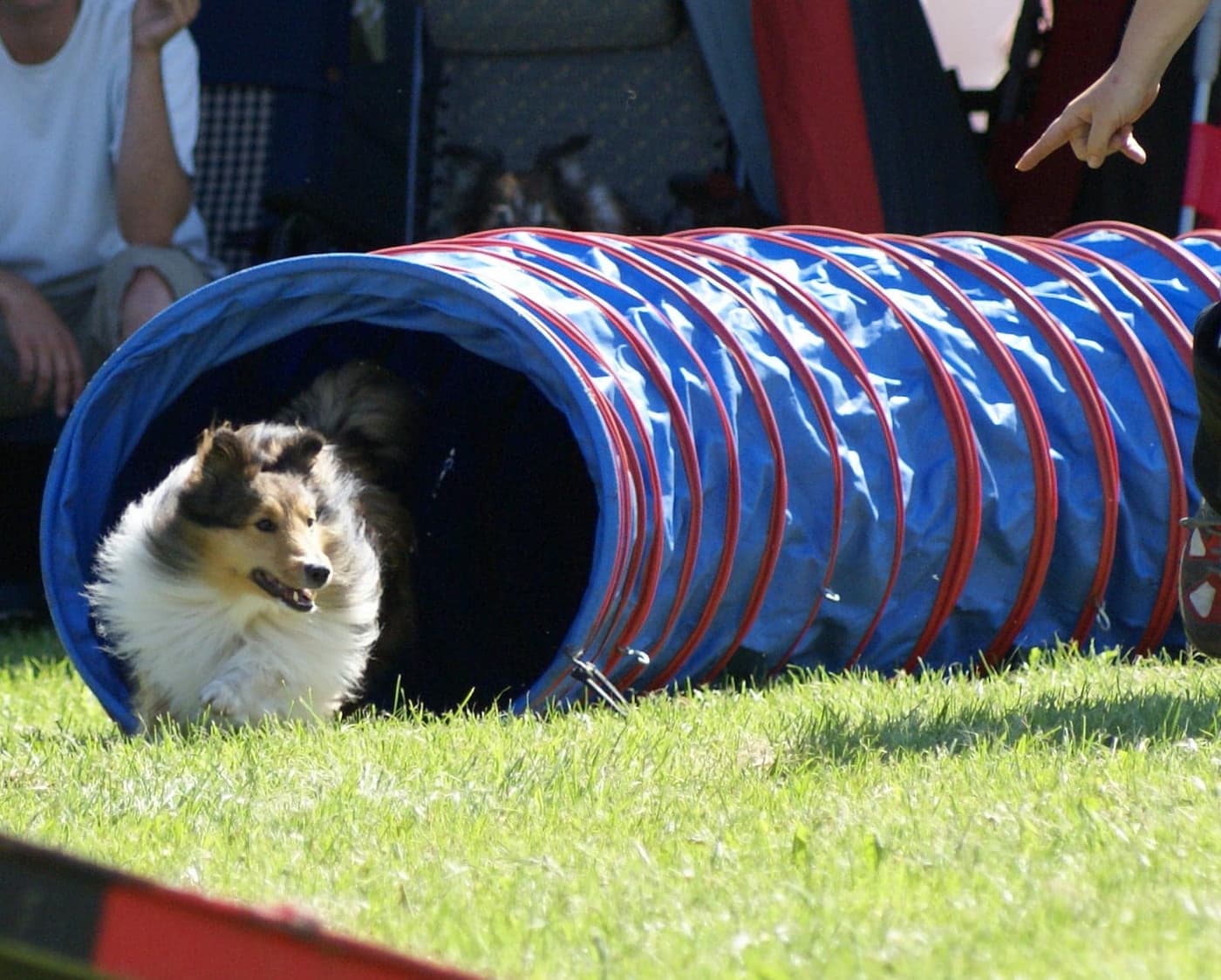 A Shetland Sheepdog running out of a blue and red agility tunnel on grass