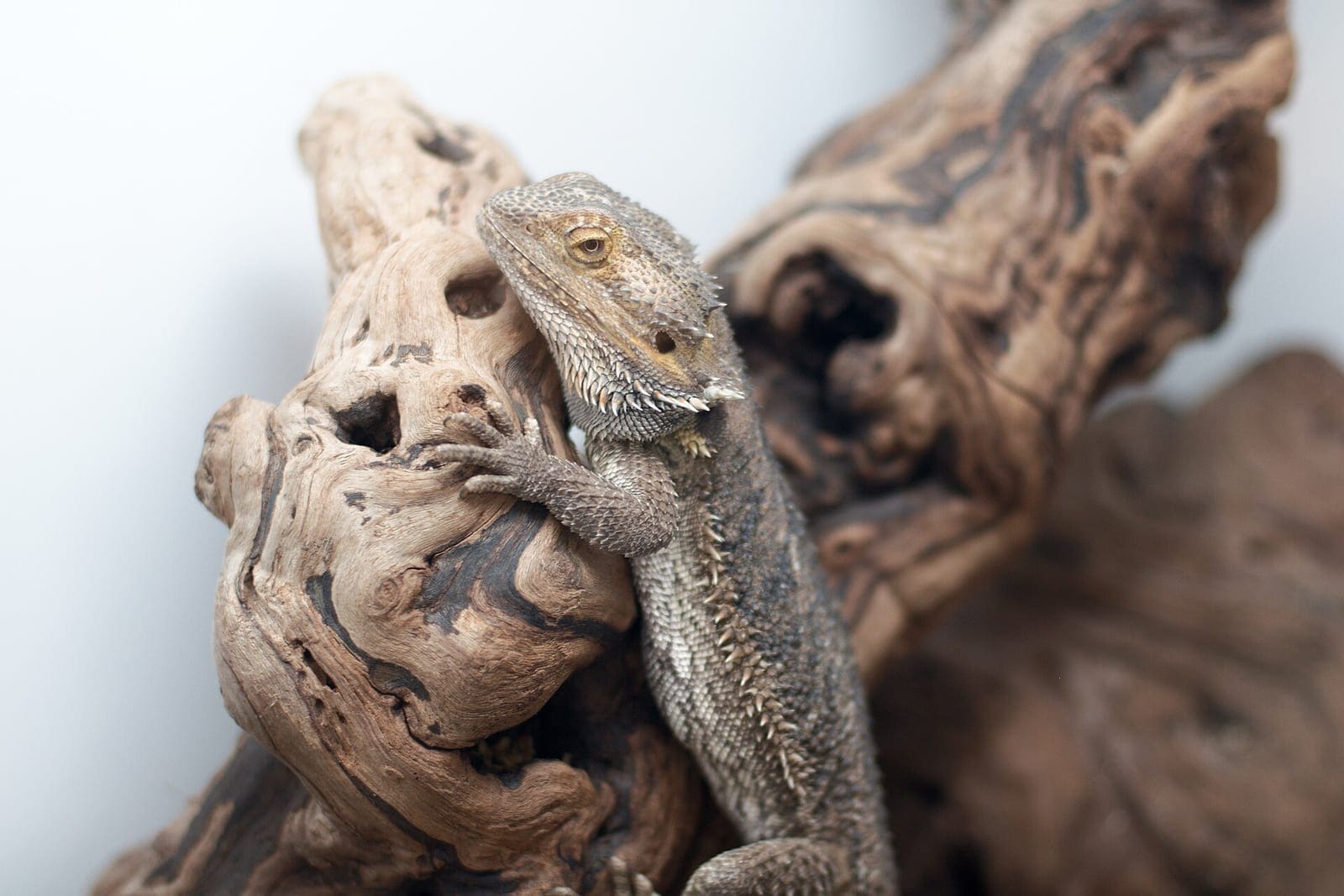 A bearded dragon resting on a piece of driftwood against a white background