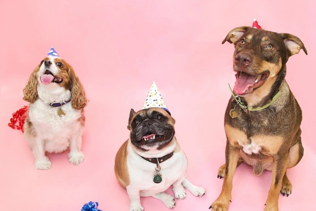 Three dogs of very different sizes wearing party hats sitting on a pink backdrop