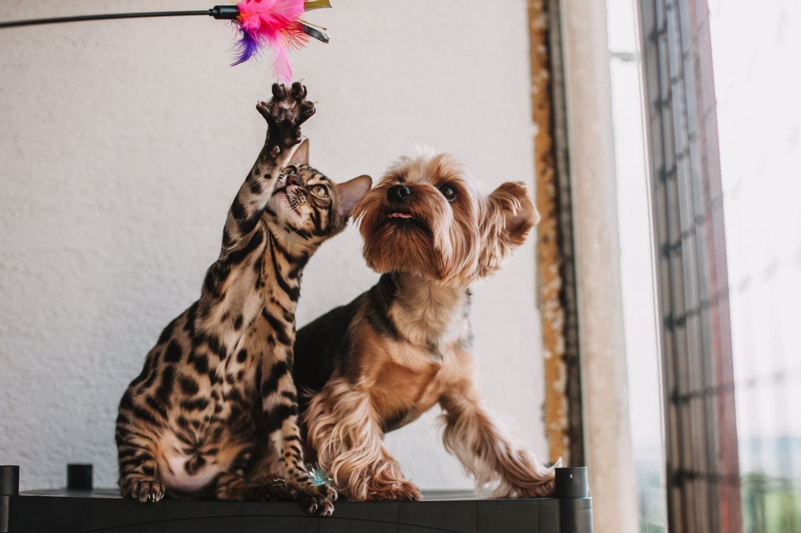 A Bengal cat and a Yorkshire Terrier both reaching up for the same feather wand toy