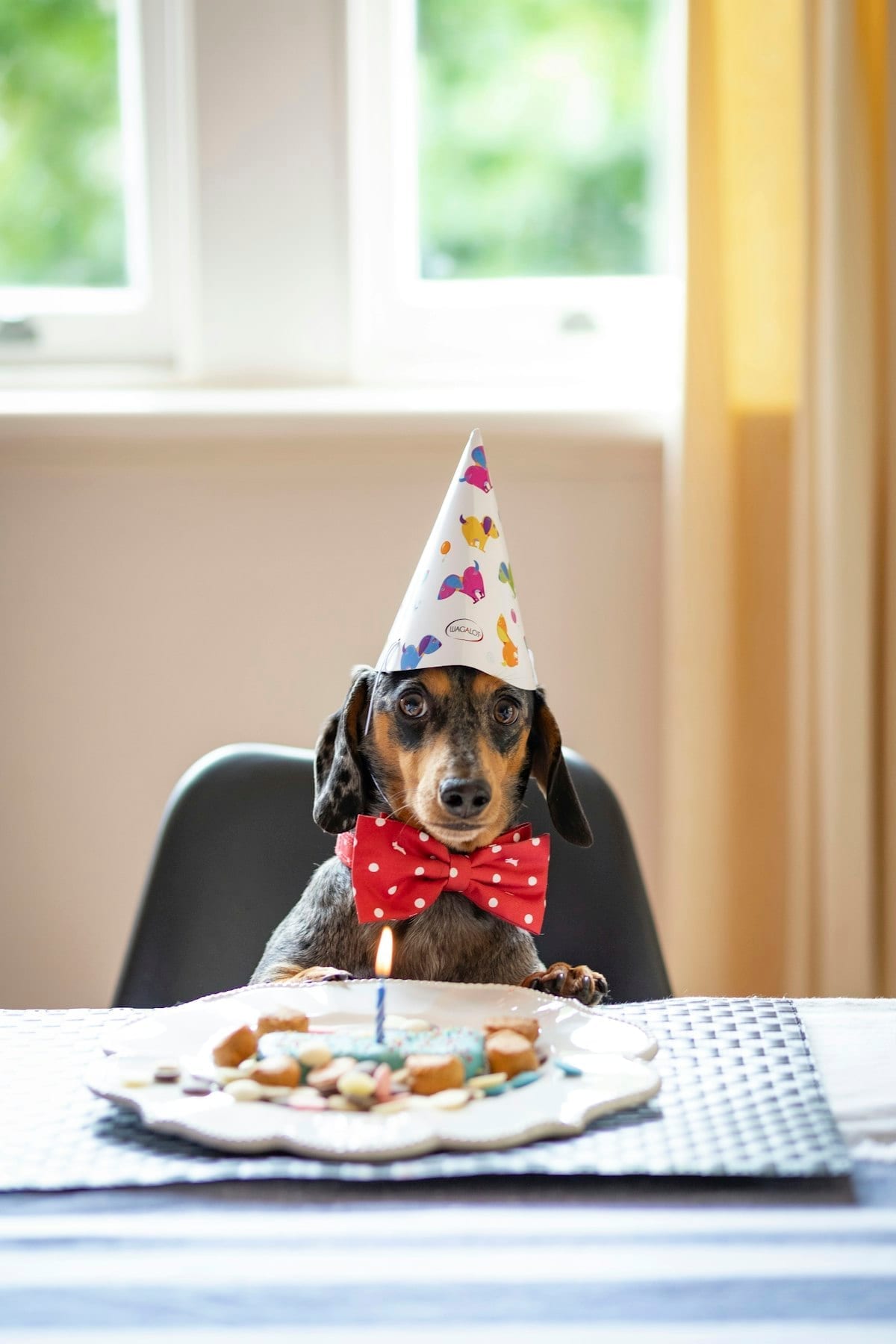Dachshund wearing a colorful birthday hat at a 1st birthday party celebration