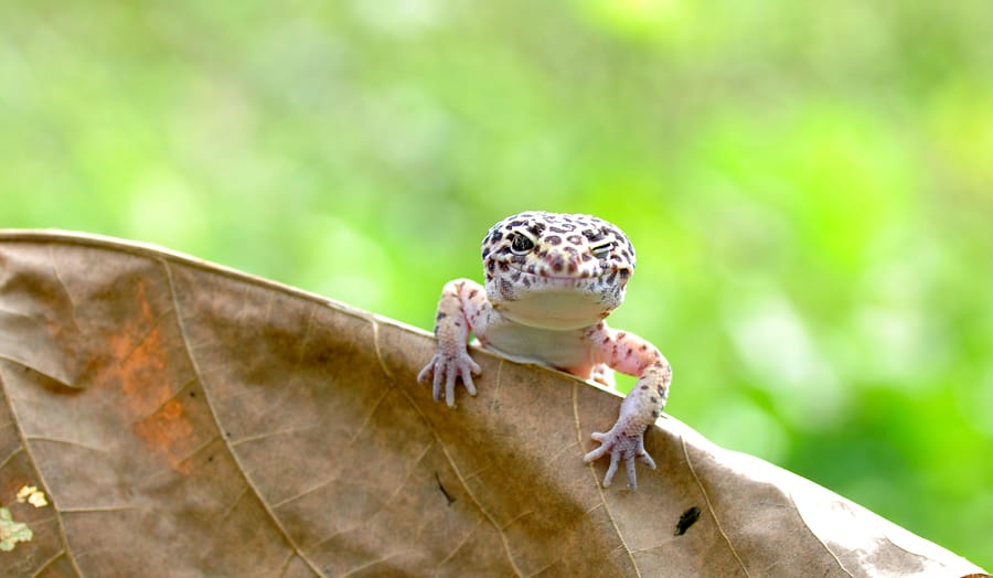 Leopard gecko resting on a dried leaf