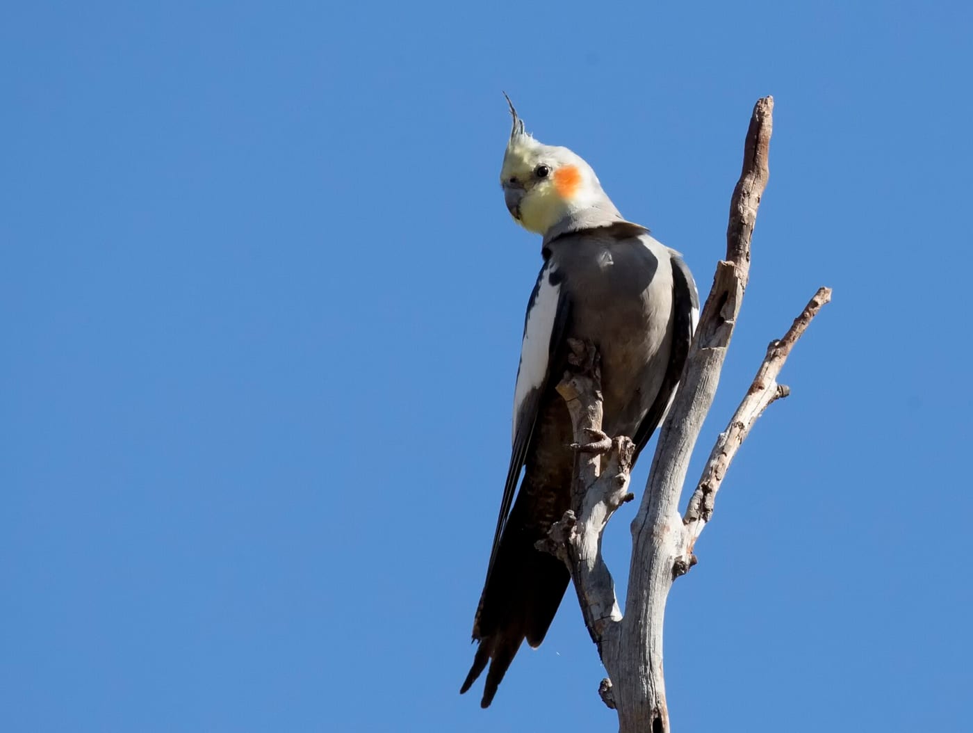 Cockatiel perched on a bare branch against a clear blue sky