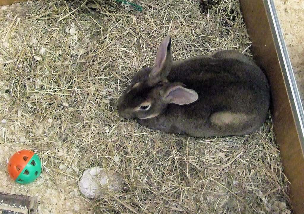 Grey rabbit sitting on straw beside a small toy